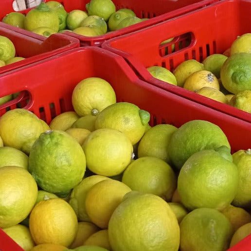 Zitronen aus Sizilien — Kiste 10–11 kg